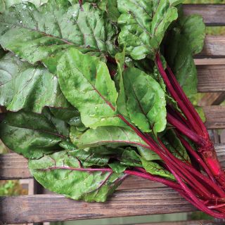 Fresh Pak Beet Greens Thumbnail